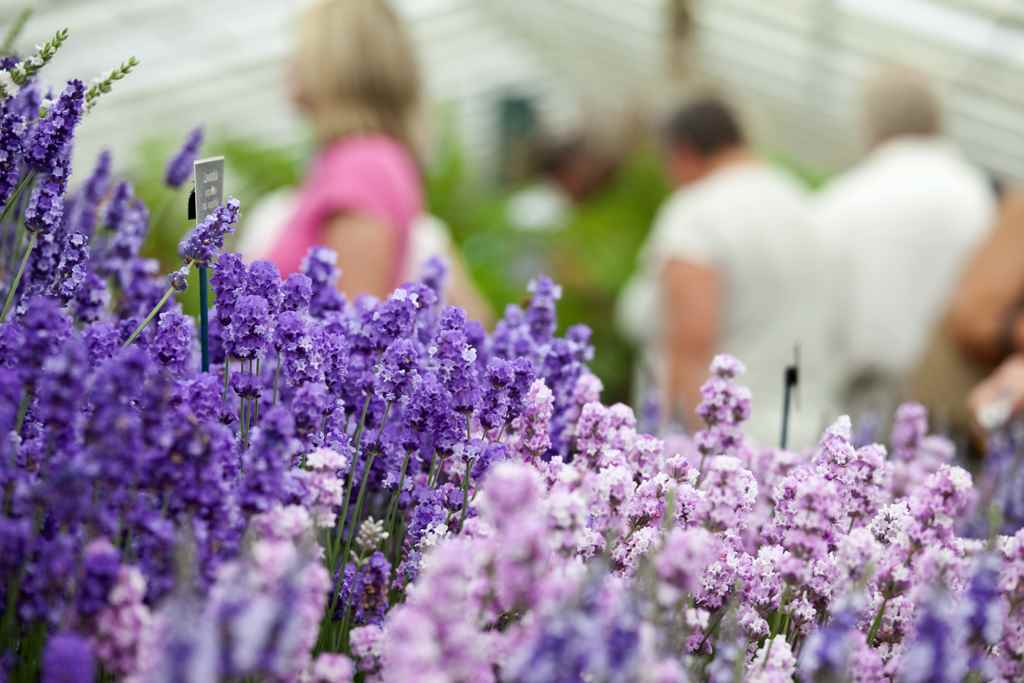 RHS Chelsea Flower Show